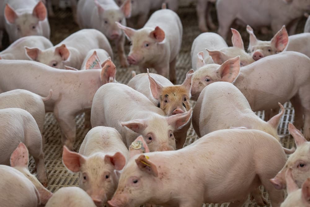 Brasil registra caso de peste suína clássica