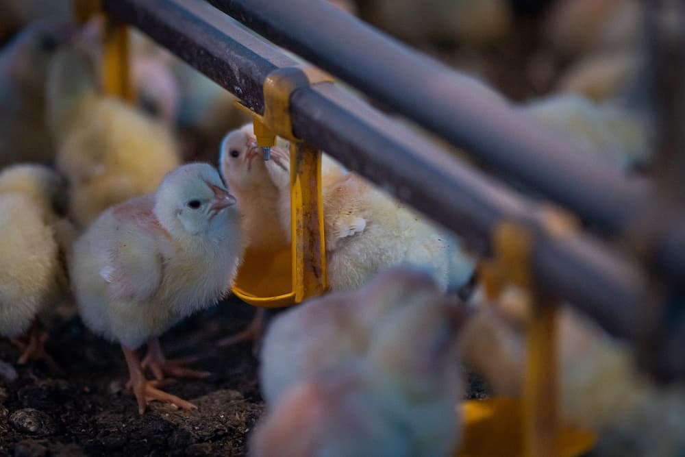 Uruguai confirma primeiro caso de gripe aviária no país e proximidade com Brasil preocupa