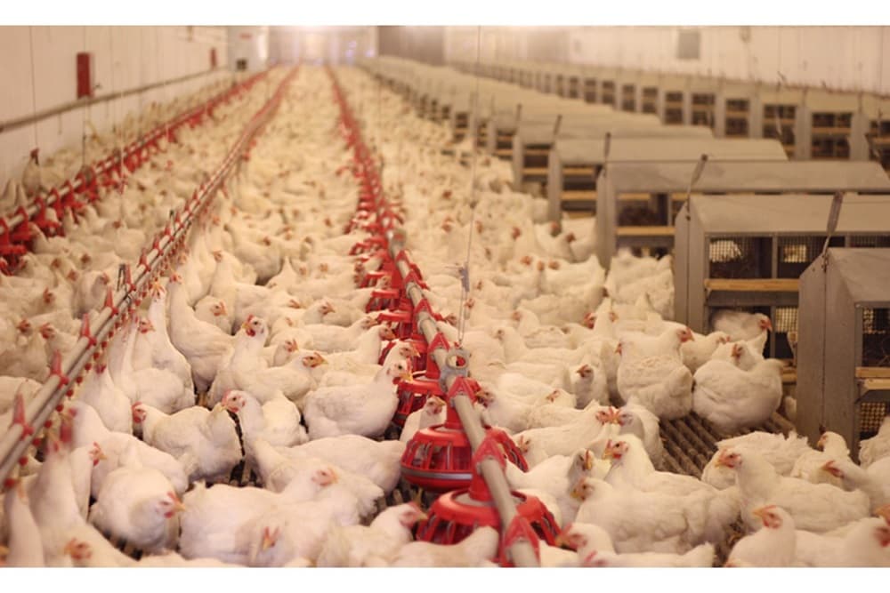 Mapa declara fim do período de emergência zoossanitária para a doença de Newcastle no Rio Grande do Sul