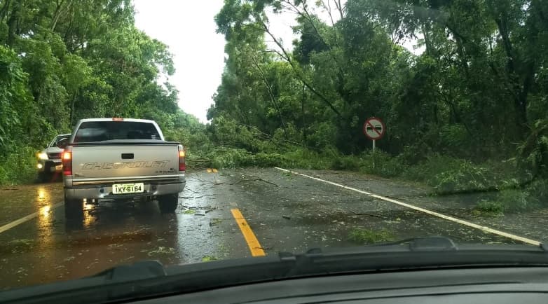 Aprovada proposta que facilita poda de árvores para evitar acidentes