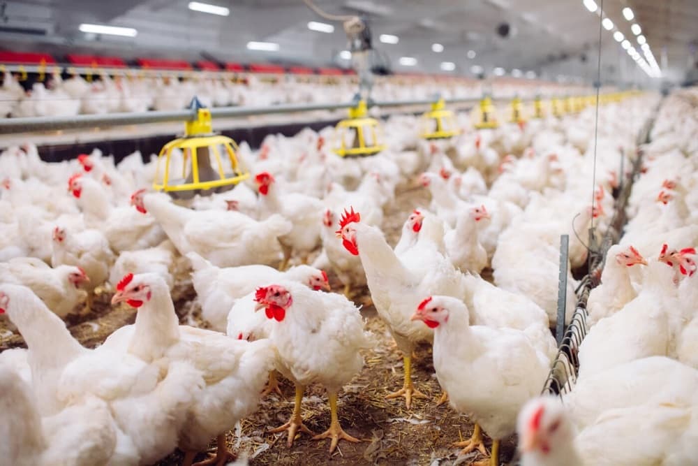 Gripe aviária: mais quatro estados declaram emergência zoossanitária