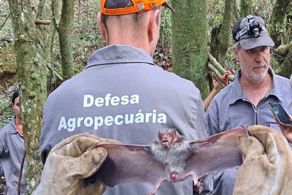 Identificados casos de raiva herbívora em Braga e Campo Novo