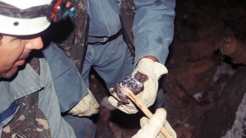 Agricultura emite alerta sobre aumento nos focos de raiva herbívora no Estado