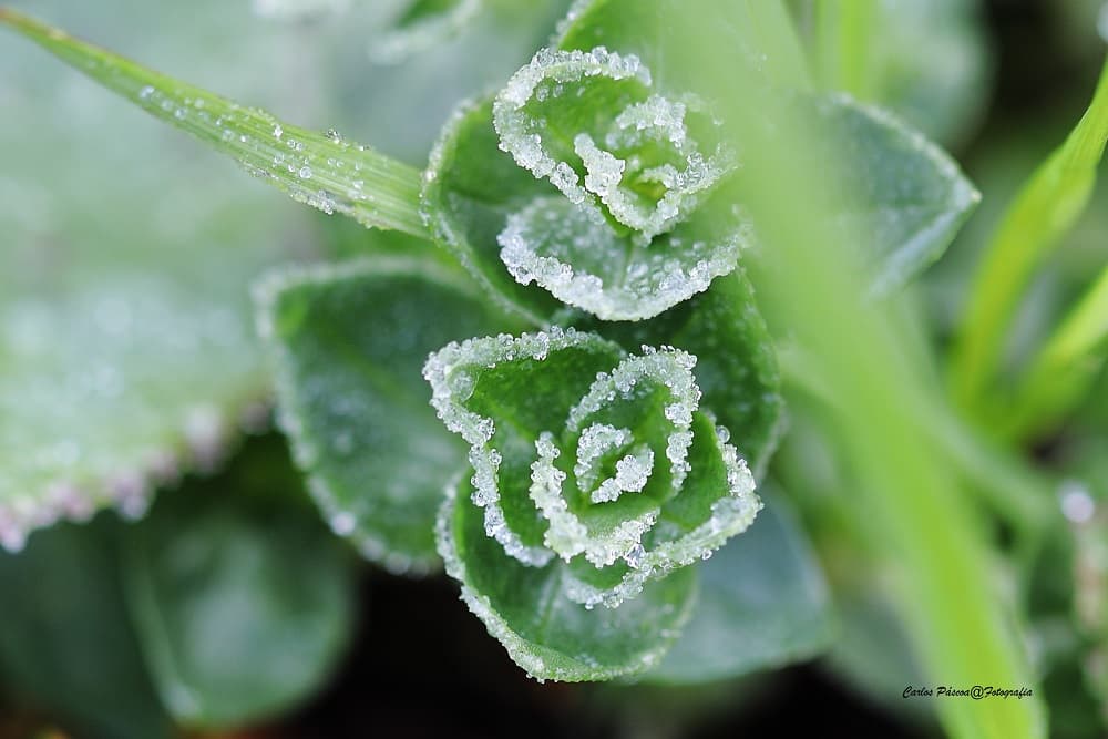Com possibilidade de onda histórica de frio, temperaturas devem despencar na próxima semana