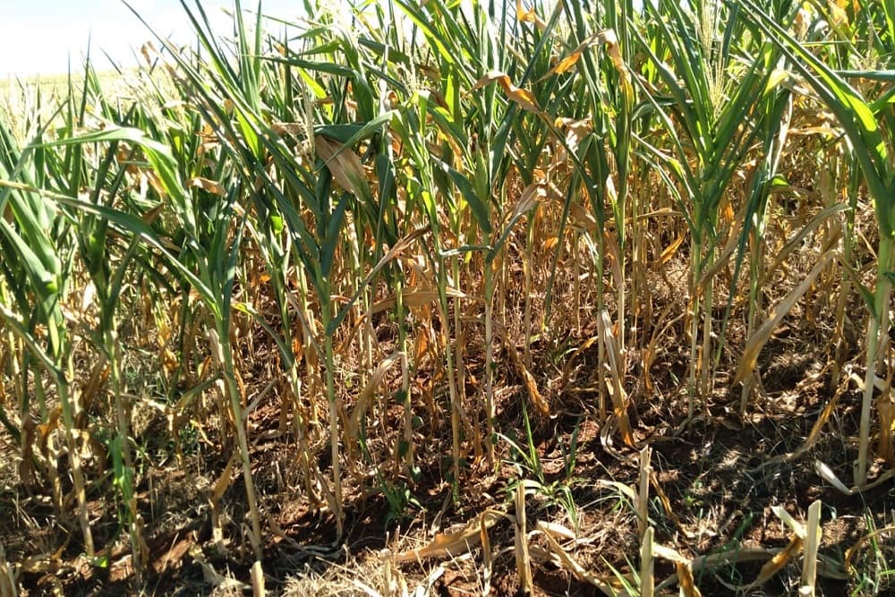 Sindicato dos Trabalhadores Rurais busca alternativas para amenizar os prejuízos causados pela estiagem