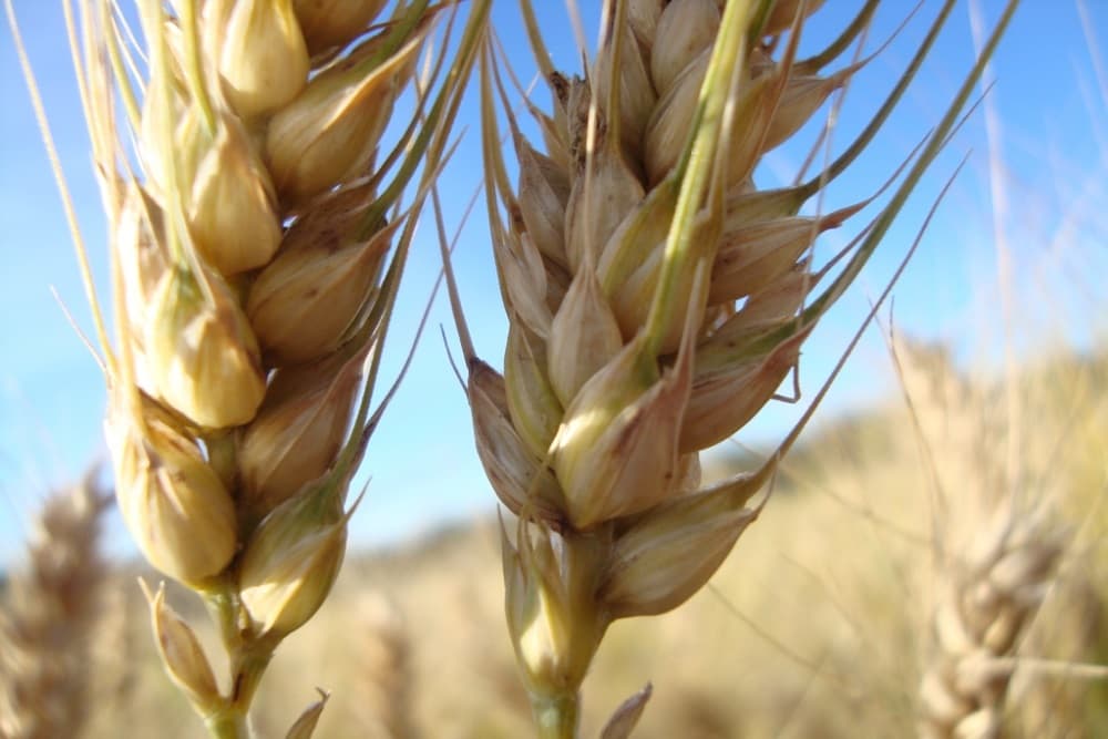 Produtores pedem ao governo mais dez dias no calendário de plantio de trigo no RS