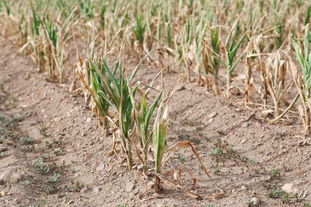 MAPA publica lista dos municípios elegíveis à renegociação de dívidas rurais