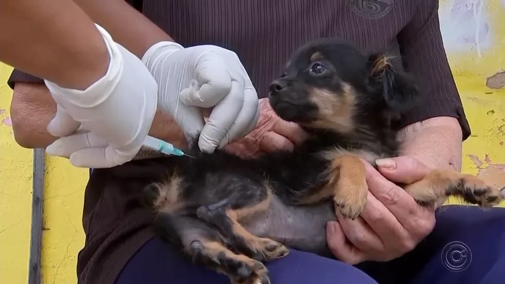 Secretaria de Saúde do DF confirma um caso de raiva humana