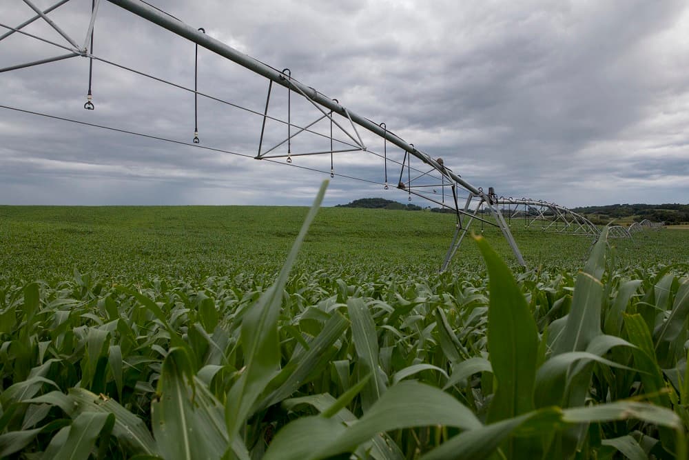 Emater/RS-Ascar estima aumento de 16,91% na produção de grãos de verão