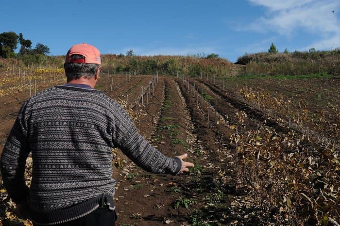 Ladrões furtam 4 mil mudas de videira e agricultor tem prejuízo de R$ 32 mil