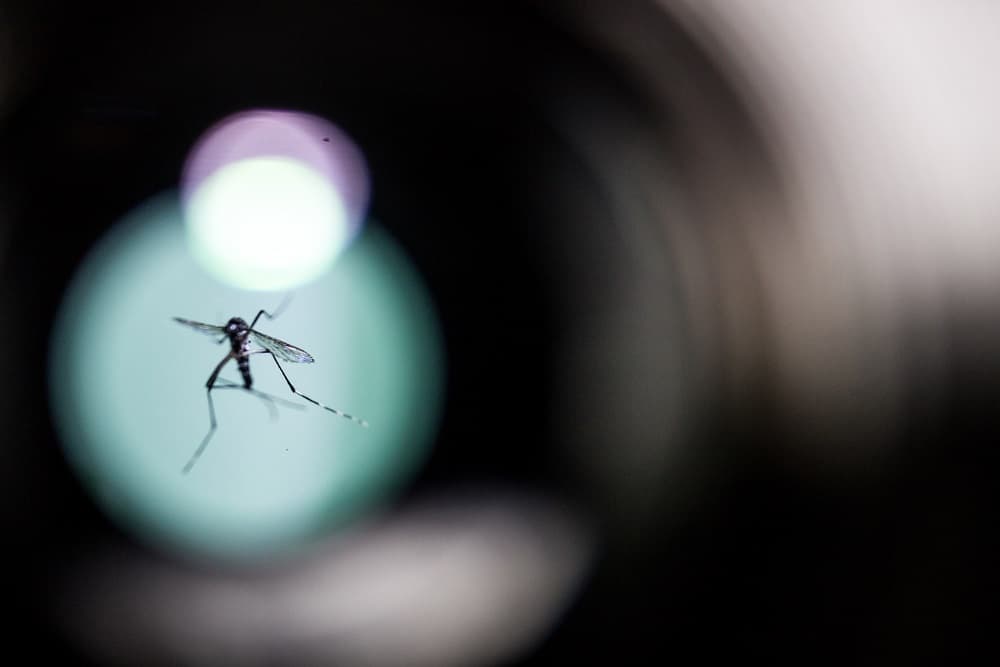 Santo Augusto está em alerta para infestação do Aedes Aegypti