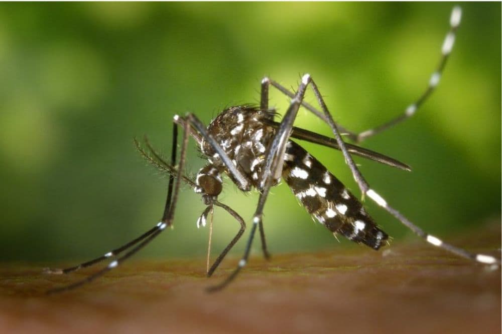 Mortes por dengue no RS chegam a 30