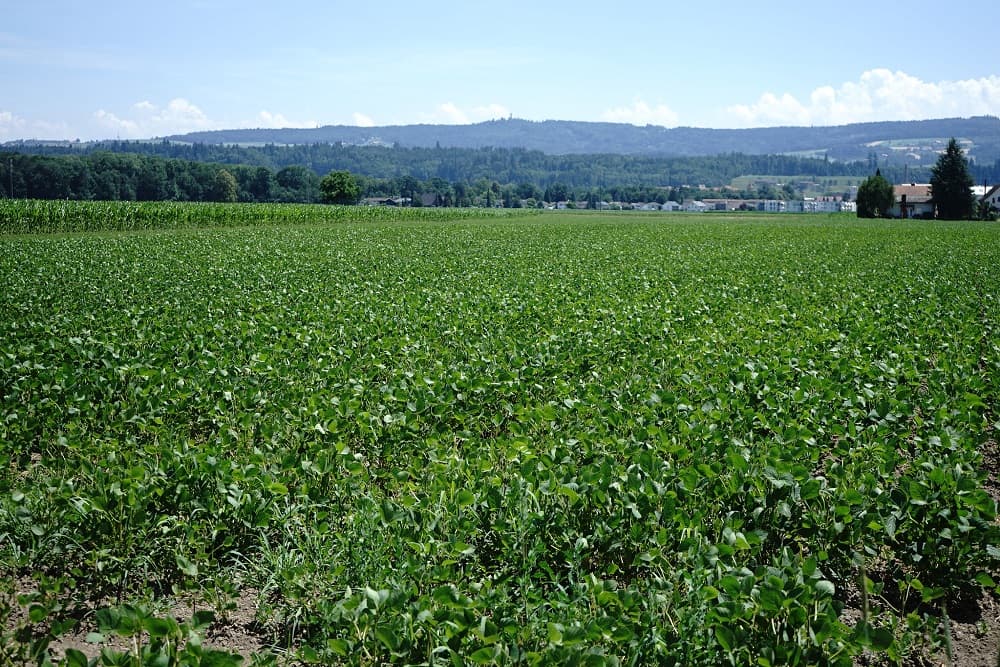 Chuva atrasa o plantio da safra de arroz 2023/2024