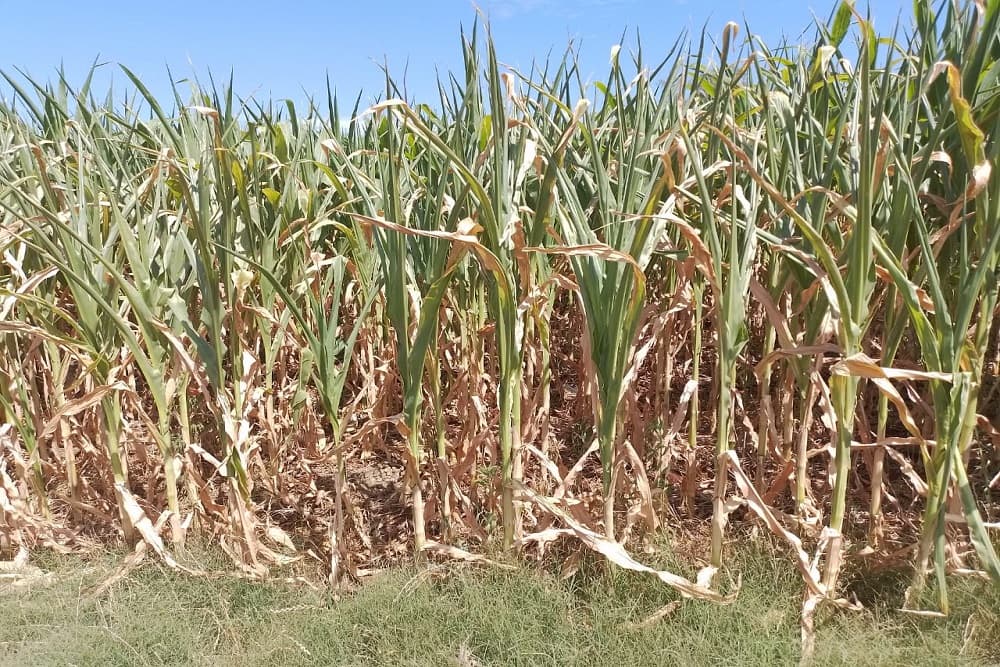 Agricultores de Santo Augusto e São Valério do Sul encaminham PROAGRO devido à estiagem
