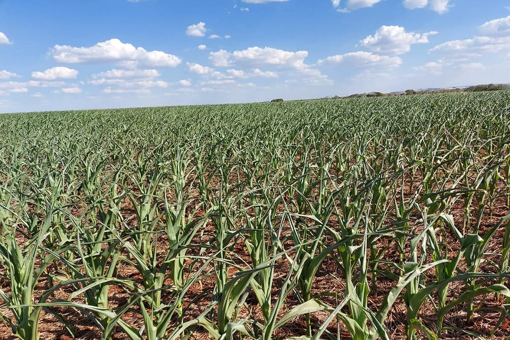 Estado pode ter chuva significativa nos próximos sete dias