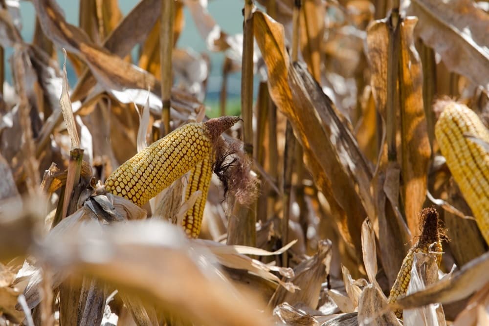 Previsão do tempo| Estiagem já traz perda de produtividade e força replantio