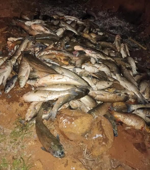 Calor extremo e falta de chuvas provocam a morte de 2 toneladas de peixes em Ijuí