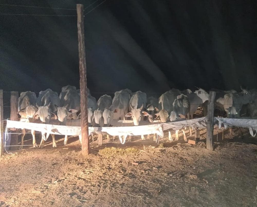 Mais de 900 cabeças de gado nelore são encontradas abandonadas em propriedade rural