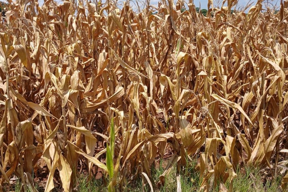 Santo Augusto declara Situação de Emergência devido à estiagem