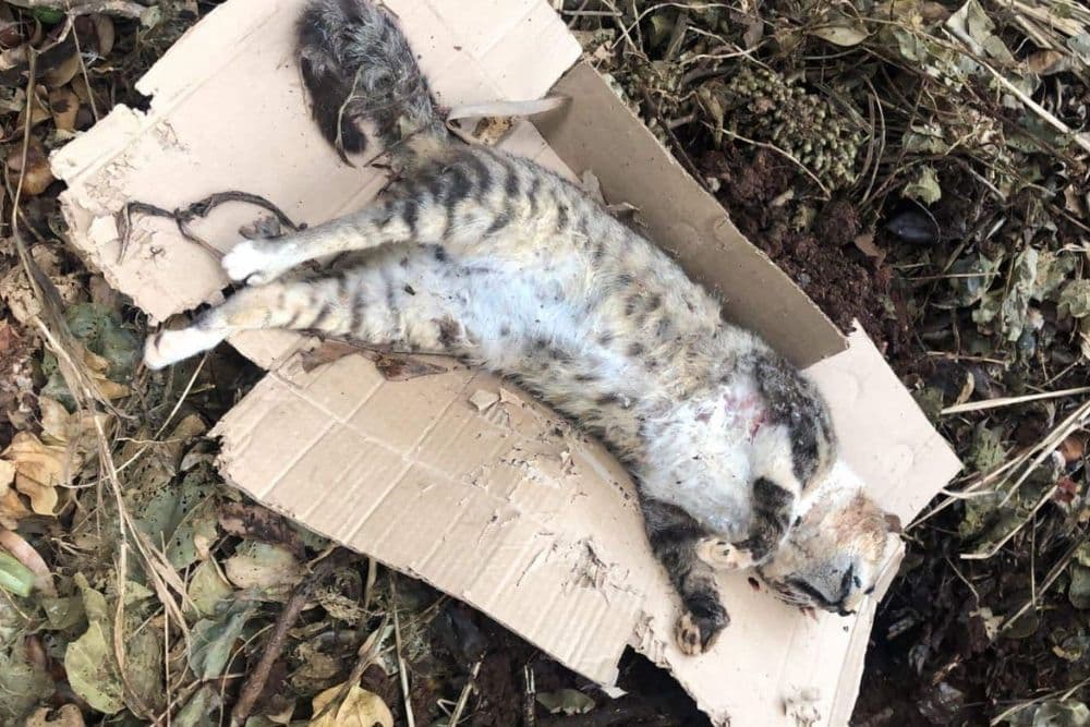 Causa Animal manifesta repúdio após casos de envenenamento de animais no bairro Getúlio Vargas