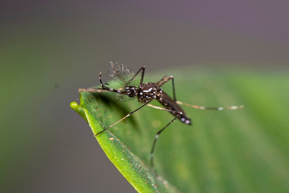Aumentam os casos de dengue em Santo Augusto