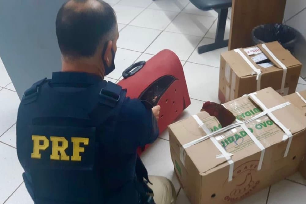 Prefeito de cidade do Paraná é preso transportando galos de rinha pela 2ª vez este ano no RS