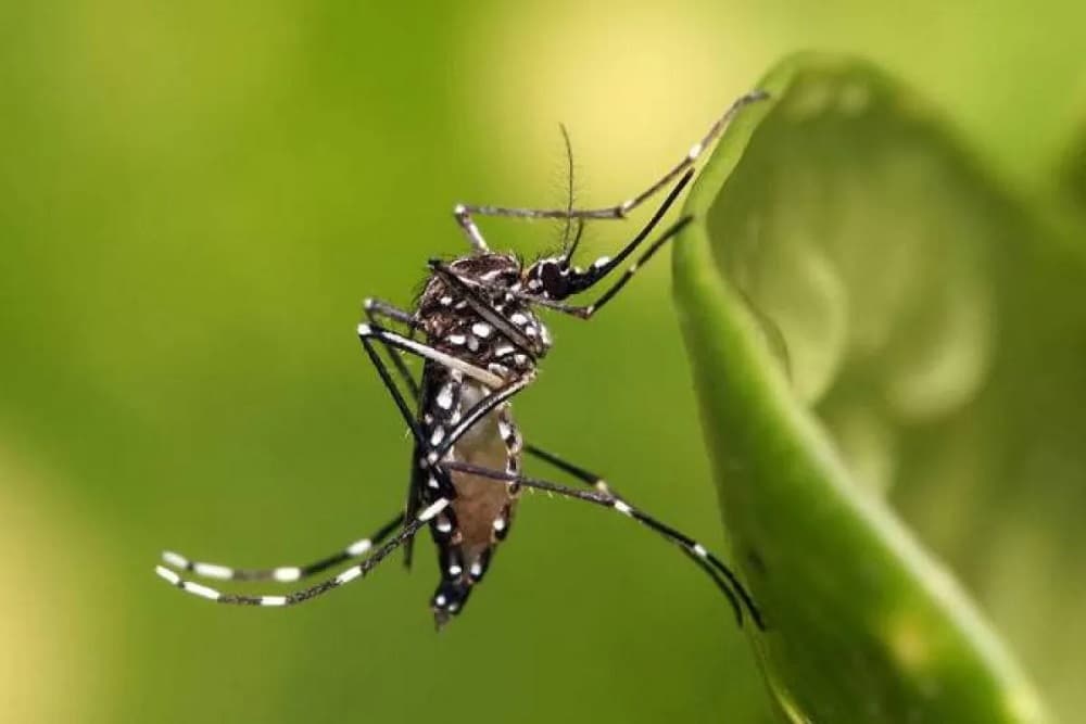 Secretaria da Saúde e prefeitura de Tenente Portela definem medidas de enfrentamento à dengue