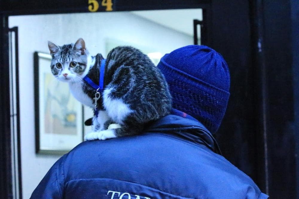 Quaraí tem mínima negativa pela quarta vez na semana; temperatura ficou abaixo de 5°C em mais 24 municípios gaúchos