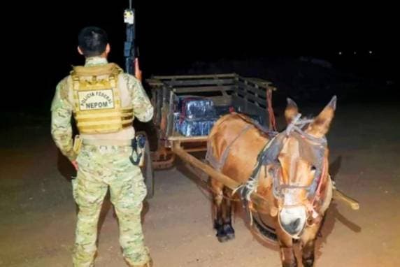 Burro é flagrado com carroça carregada de maconha no Paraná