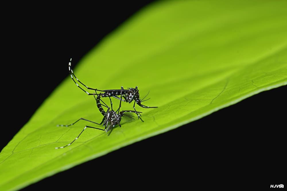 ALERTA: Secretaria de Saúde confirma caso importado de Dengue