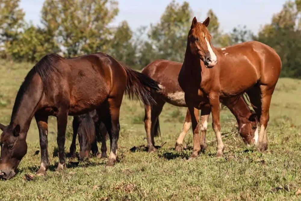 Ração contaminada mata 245 equinos em quatro estados
