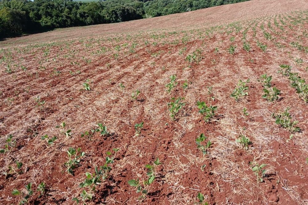 Conselho Agropecuário inicia processo para decretação de Situação de Emergência devido à estiagem em Santo Augusto