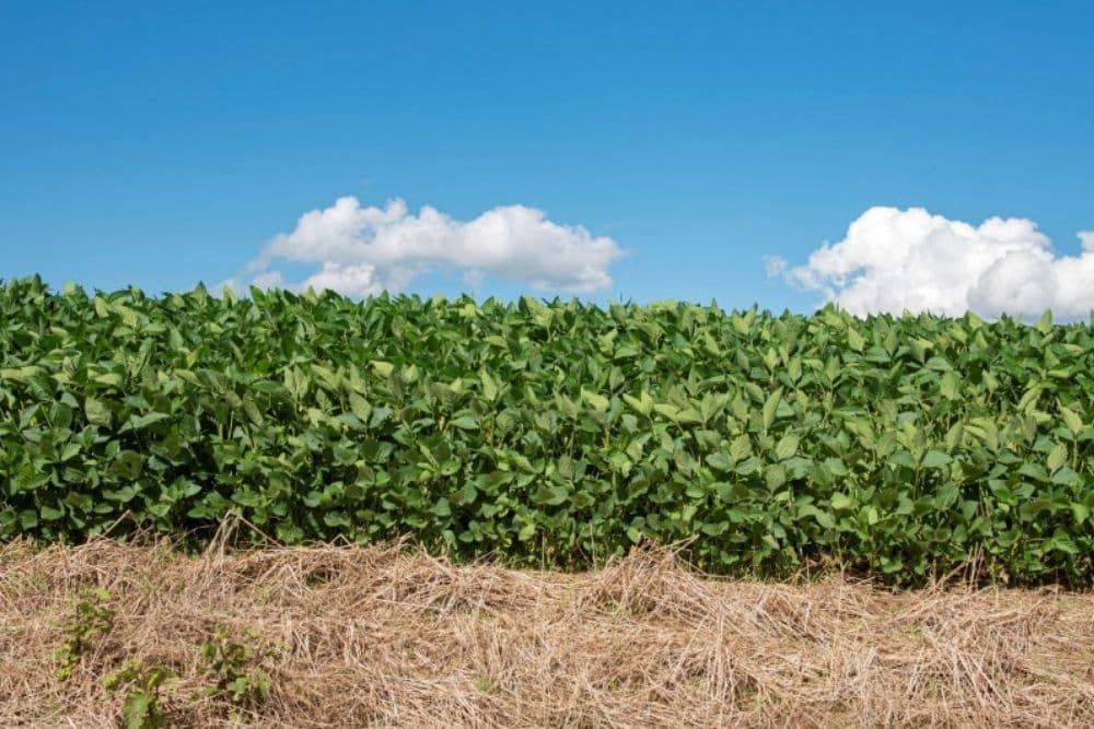 Secretaria da Agricultura amplia calendário de plantio da soja