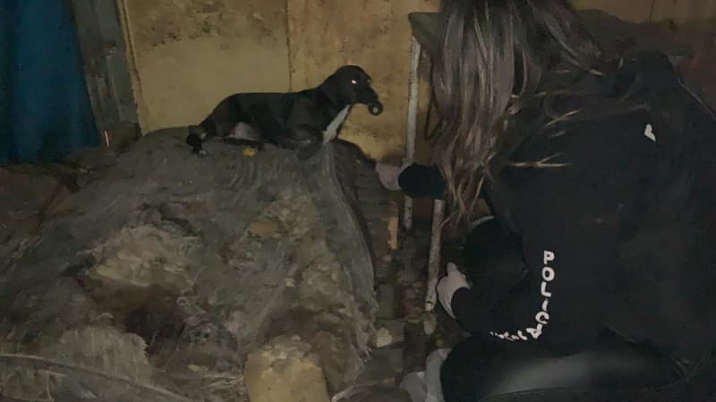 Polícia resgata cães em situação extrema de maus-tratos