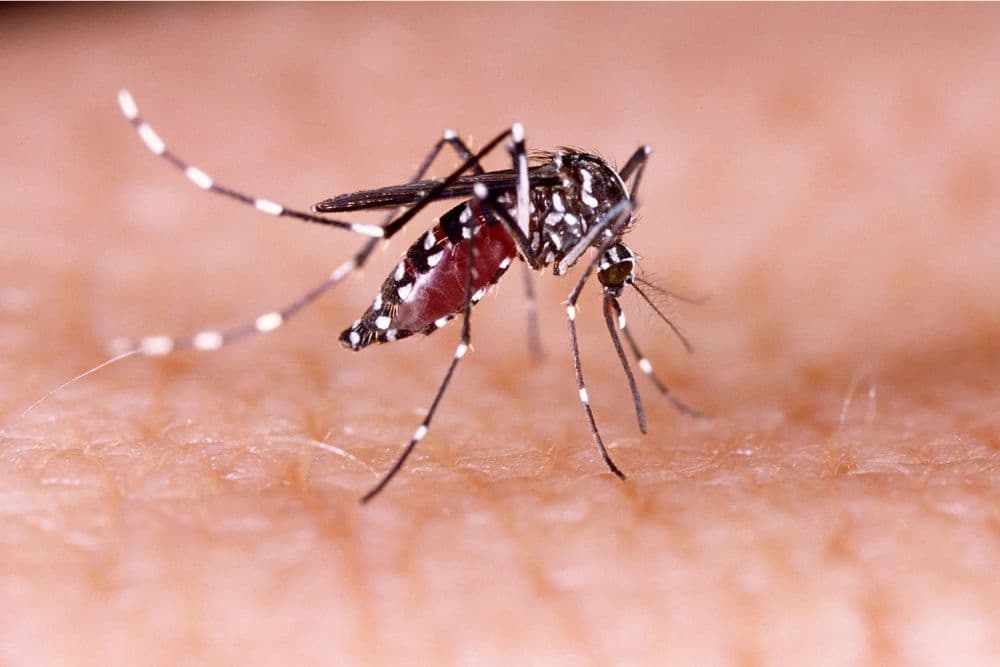 RS registra primeira morte por dengue em 2025
