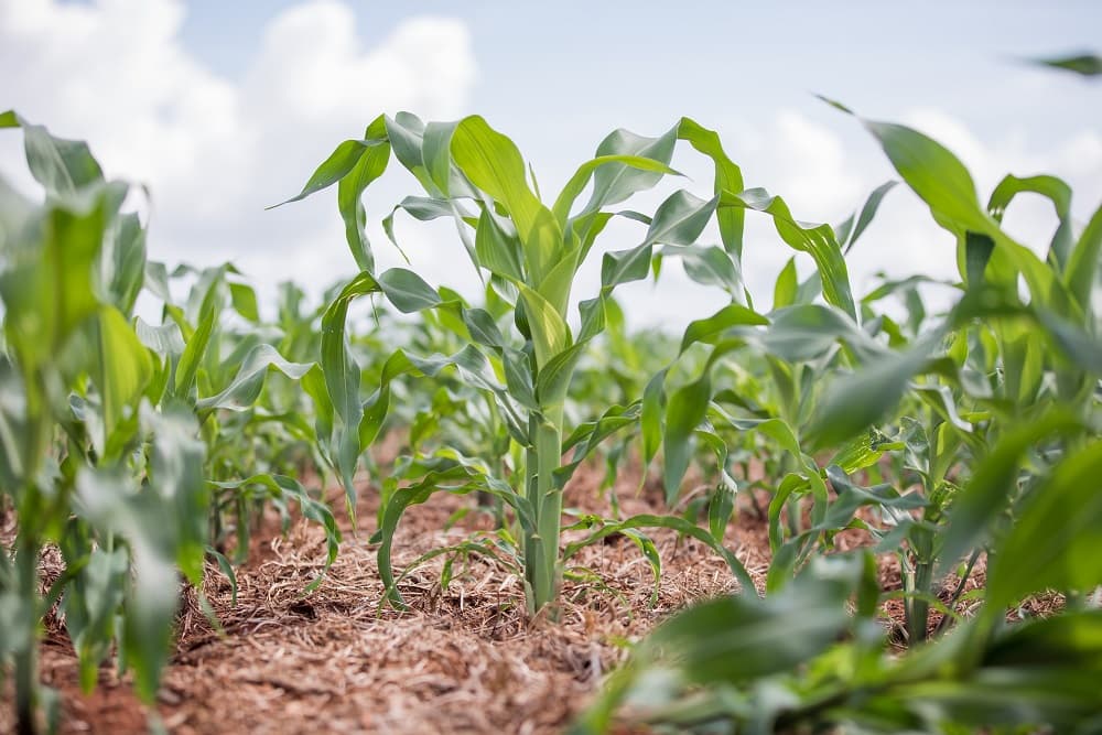 LA NIÑA já impacta chuva e cresce preocupação com efeitos no campo