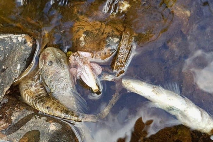 Produtor rural é multado em mais de R$ 50 mil após morte de peixes