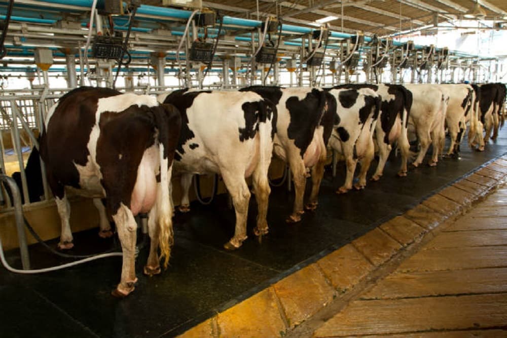 Número de produtores de leite do RS caiu pela metade em 6 anos, aponta levantamento