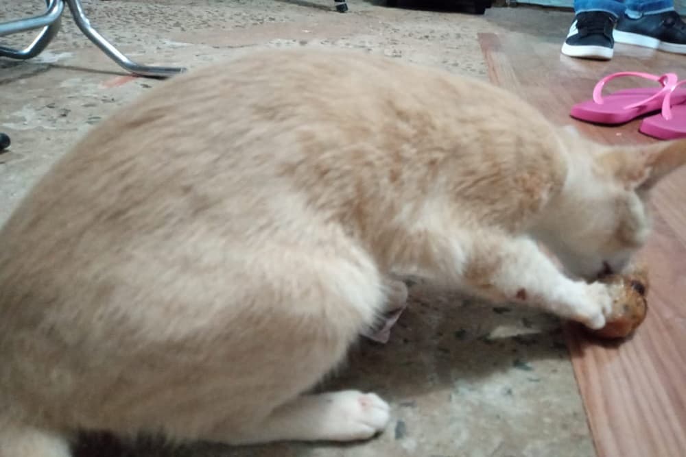 Ocorrência de maus-tratos é registrada na DP em Santo Augusto