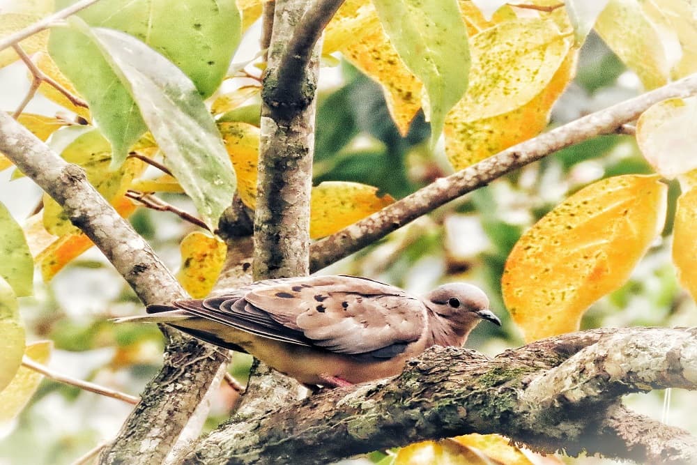 Pouca chuva e ondas de frio: saiba como será o outono no RS em 2022