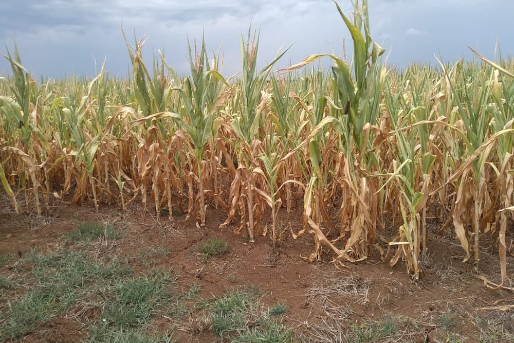 Estimativa eleva quebra na safra de verão do RS