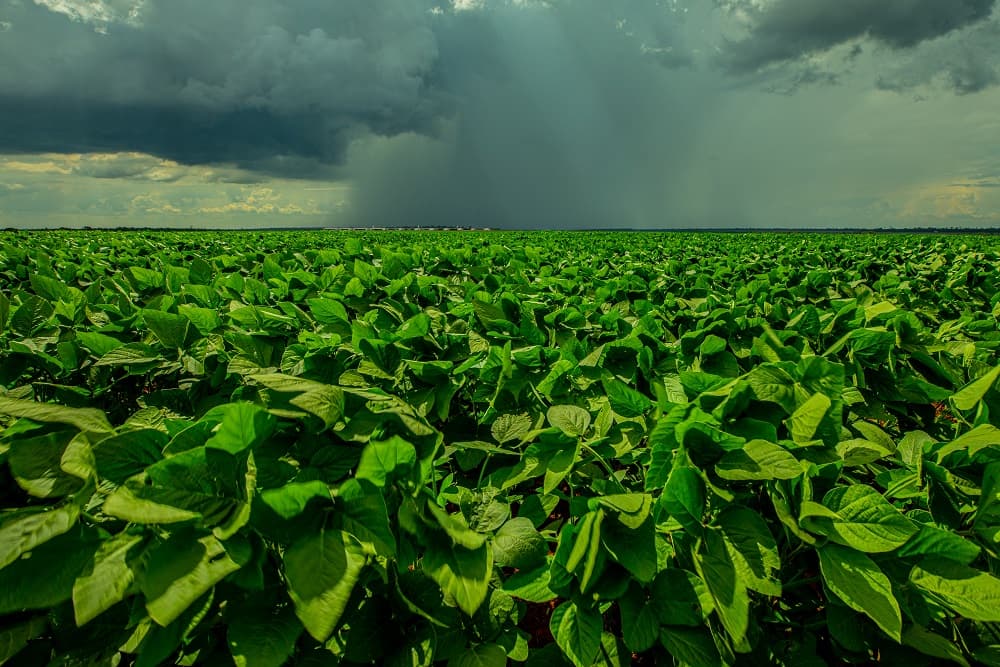Vazio sanitário da soja em vigor no Estado