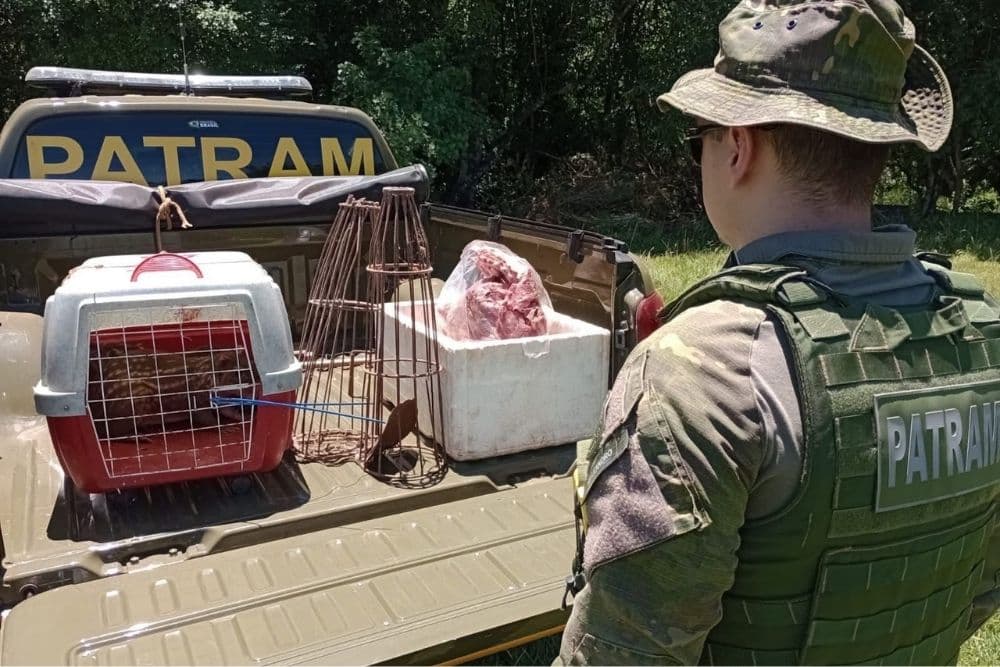 Brigada Militar flagra criação ilegal de pacas e apreende 20 kg de carne de animal silvestre em Panambi