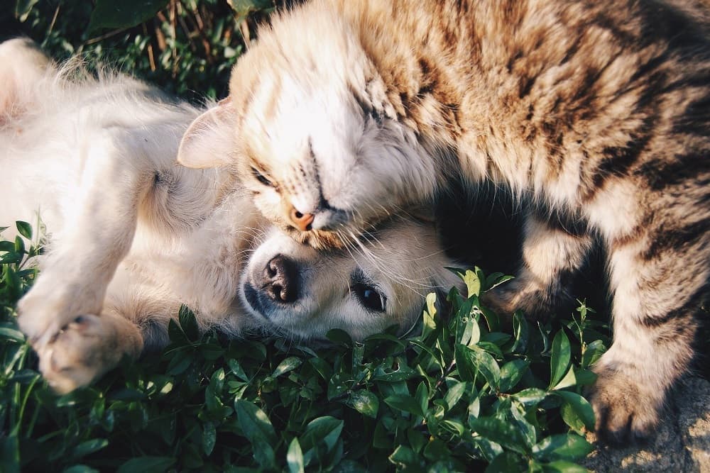 Bolsonaro sanciona lei com pena maior, de até cinco anos, para maus-tratos contra cães ou gatos
