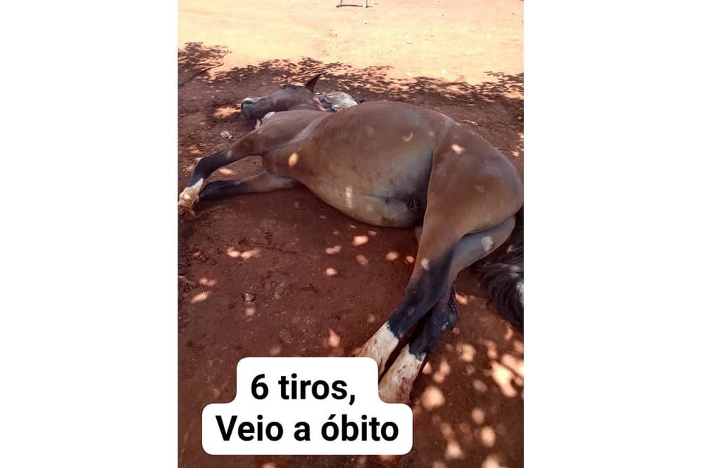 MAUS-TRATOS| Cavalos são mortos a tiros em Cruz Alta