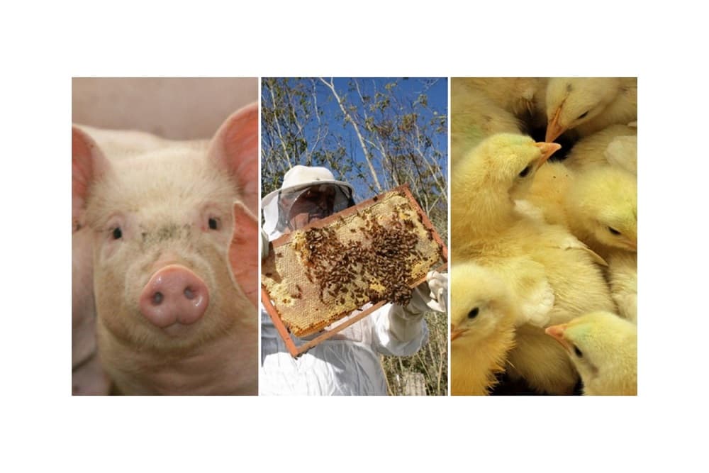 Declaração Anual de Rebanho será mais completa