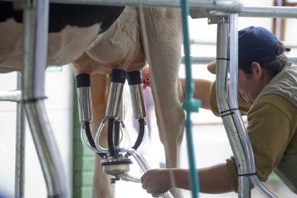 Crise no leite| Fetraf opta por deixar reuniões do Conselho Paritário do leite do RS