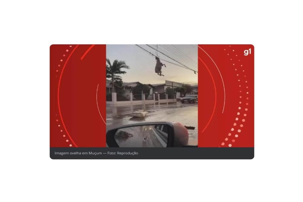 Ovelha fica pendurada em fiação após passagem de ciclone pelo RS