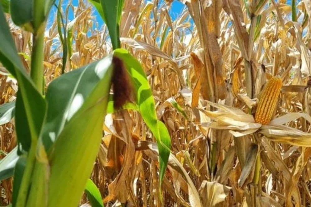 Entidades reclamam pelo atraso na MP de apoio aos agricultores