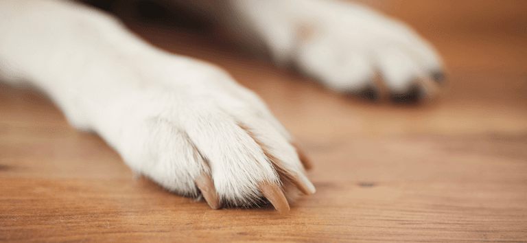 Brasil tem primeiro caso de transmissão de varíola dos macacos de homem para cachorro